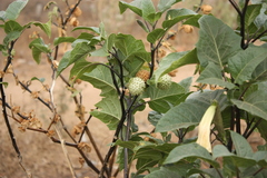 Datura metel